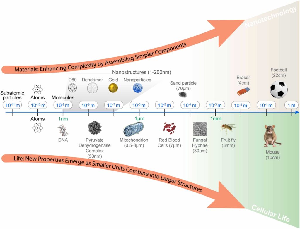 Complexity as a function of length scale. Materials science accesses similar scales as biological systems, and therefore, must be amenable to technologically similar characterization procedures.